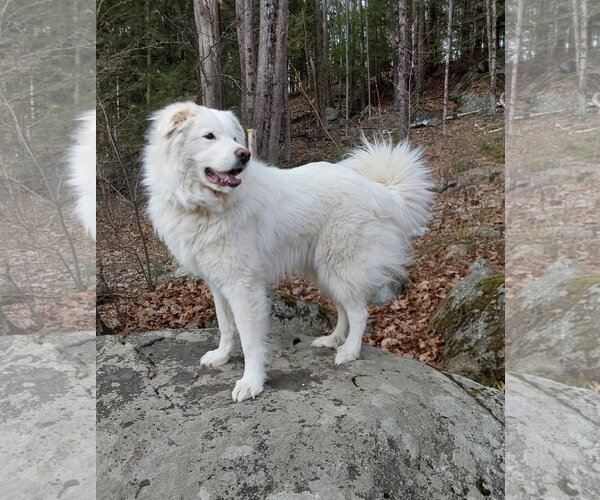 Medium Photo #3 Great Pyrenees Puppy For Sale in Croydon, NH, USA