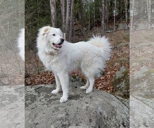 Coco - Female Great Pyrenees Dog for Adoption - Photo #3