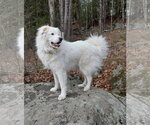 Small #2 Great Pyrenees