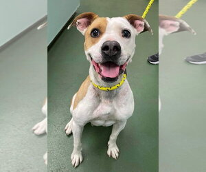 Mutt Dogs for adoption in Calgary, Alberta, Canada