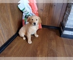 Small Photo #5 Golden Retriever Puppy For Sale in PEYTON, CO, USA