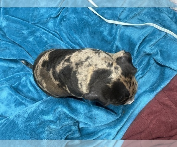 Medium Photo #158 American Bully Puppy For Sale in REESEVILLE, WI, USA