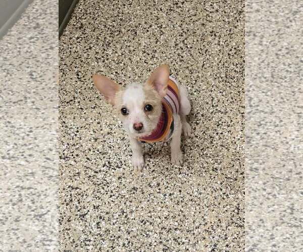 Medium Photo #3 Chihuahua-Unknown Mix Puppy For Sale in Castle Rock, CO, USA