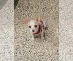 Small #2 Chihuahua Mix
