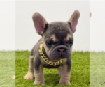 Small #2 French Bulldog