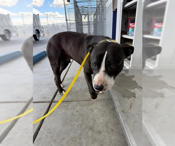 Medium Photo #1 Mutt Puppy For Sale in Bakersfield, CA, USA