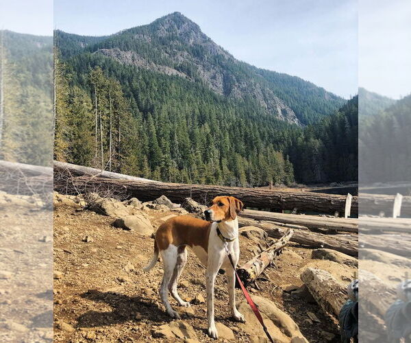 Medium Photo #4 Labrador Retriever-Treeing Walker Coonhound Mix Puppy For Sale in McKinney, TX, USA