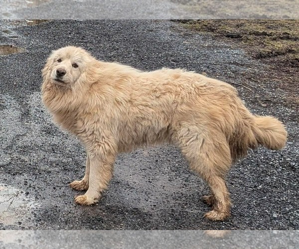 Medium Photo #2 Great Pyrenees Puppy For Sale in Rustburg, VA, USA