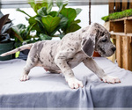 Small #26 Great Dane