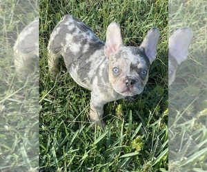 French Bulldog Puppy for sale in MIAMI, FL, USA