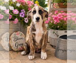 Small #3 Plott Hound Mix