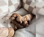 Small #1 Cock-A-Poo
