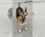 Small #7 German Shepherd Dog