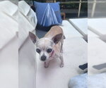 Small #1 Chihuahua