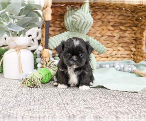 Shih Tzu Puppy for sale in SYRACUSE, IN, USA