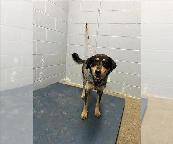 Medium Photo #1 Mutt Puppy For Sale in Woodland, CA, USA