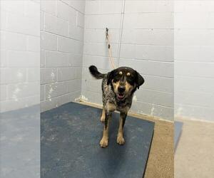 Mutt Dogs for adoption in Woodland, CA, USA