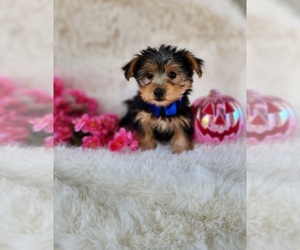 Morkie Puppy for sale in INDIANAPOLIS, IN, USA