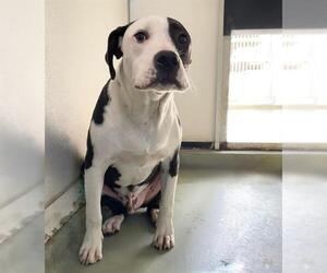 American Pit Bull Terrier-Unknown Mix Dogs for adoption in Riverside, CA, USA