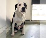 Small American Pit Bull Terrier Mix