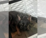 Small Photo #1 French Bulldog Puppy For Sale in MERIDEN, MN, USA