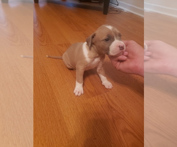 Medium Photo #7 American Pit Bull Terrier Puppy For Sale in POWDER SPGS, GA, USA