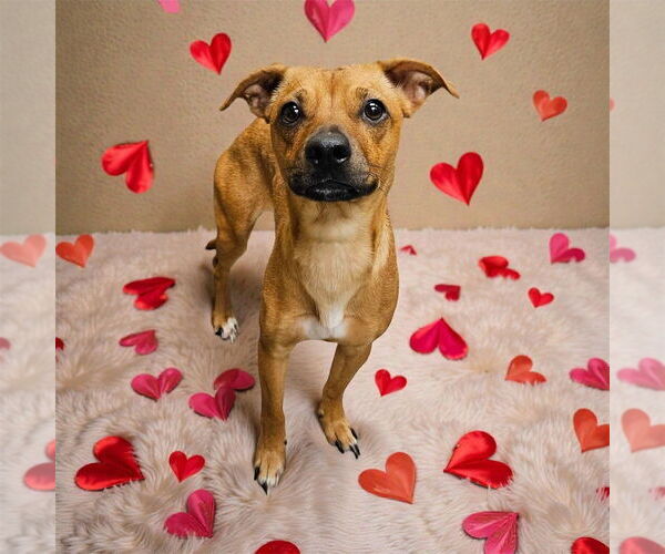 Medium Photo #2 Mutt Puppy For Sale in Bellingham, WA, USA