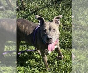 Medium American Pit Bull Terrier