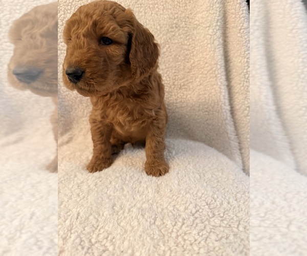 Medium Photo #3 Goldendoodle Puppy For Sale in SACRAMENTO, CA, USA