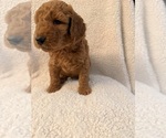 Small #2 Goldendoodle