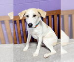Small #2 Labrador Retriever Mix