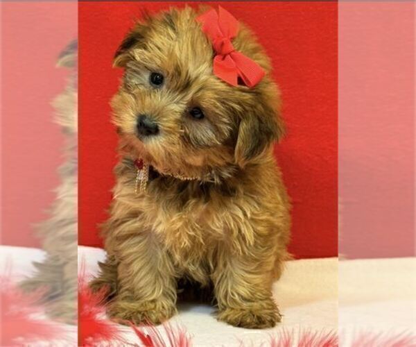 Medium Photo #25 Yorkshire Terrier Puppy For Sale in WEST PALM BEACH, FL, USA