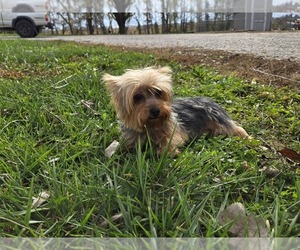 Mother of the Yorkshire Terrier puppies born on 05/07/2025