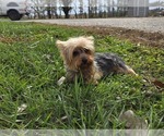 Small Photo #1 Yorkshire Terrier Puppy For Sale in CARLYLE, IL, USA