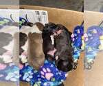 Small #5 Bulldog Mix