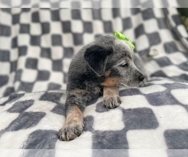 Medium Photo #17 Australian Cattle Dog Puppy For Sale in LAKELAND, FL, USA