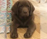 Small Photo #1 Labrador Retriever Puppy For Sale in BARNEVELD, WI, USA