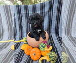 Puppy Ebony Poodle (Miniature)