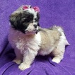 Small Photo #14 Lhasa Apso Puppy For Sale in BUFFALO, MO, USA