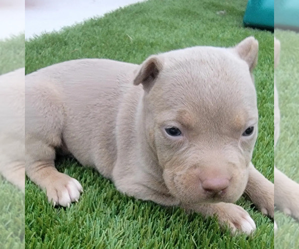 Medium Photo #4 American Bully Puppy For Sale in NEW BERN, NC, USA