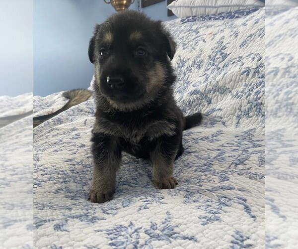 Medium Photo #1 German Shepherd Dog Puppy For Sale in WATERBURY, CT, USA