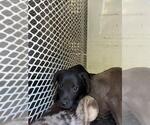 Small Catahoula Leopard Dog Mix
