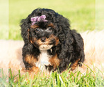 Small Photo #25 Poodle (Miniature) Puppy For Sale in WARSAW, IN, USA