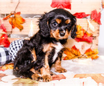 Small #2 Cavalier King Charles Spaniel