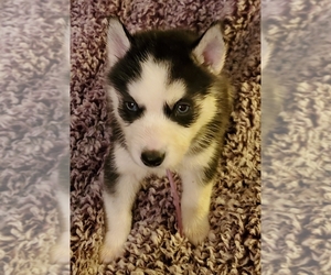 Siberian Husky Puppy for sale in GILLETTE, WY, USA