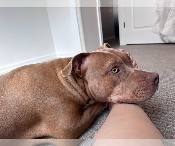 Medium Photo #2 American Pit Bull Terrier-Unknown Mix Puppy For Sale in Chandler, AZ, USA