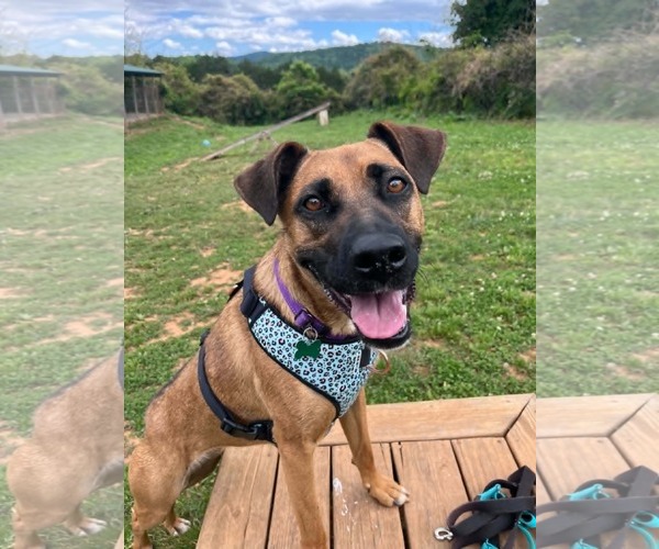 Medium Photo #3 Boxer-German Shepherd Dog Mix Puppy For Sale in Monterey, VA, USA