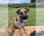 Small #2 Boxer-German Shepherd Dog Mix