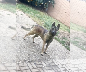 Father of the Belgian Malinois puppies born on 12/05/2020