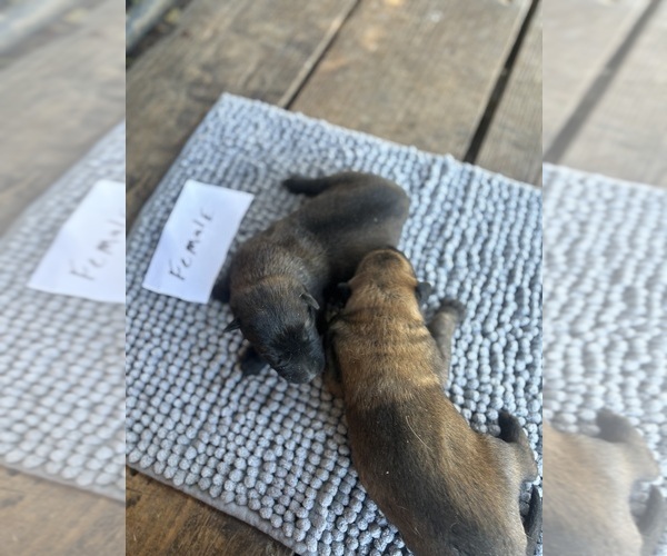 Medium Photo #3 Belgian Malinois Puppy For Sale in WHITAKERS, NC, USA